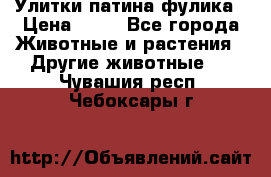 Улитки патина фулика › Цена ­ 10 - Все города Животные и растения » Другие животные   . Чувашия респ.,Чебоксары г.